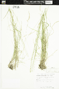 Schizachne purpurascens image