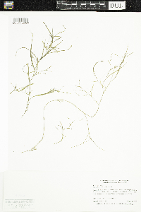 Heteranthera dubia image