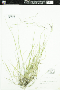 Schizachne purpurascens image