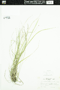 Schizachne purpurascens image