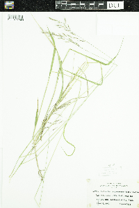 Schizachne purpurascens image