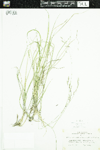 Schizachne purpurascens image