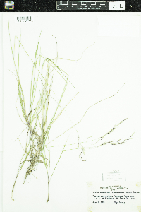 Schizachne purpurascens image