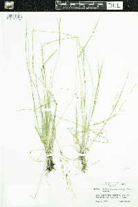 Schizachne purpurascens image