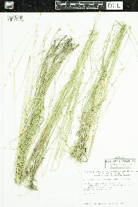 Schizachne purpurascens image