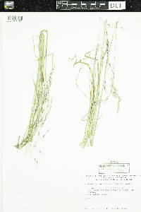Schizachne purpurascens image