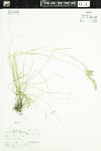 Poa pratensis image