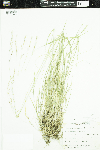Schizachne purpurascens image