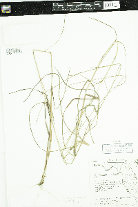 Media resource of Schizachyrium sanguineum