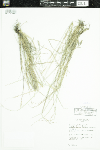Schizachyrium scoparium image