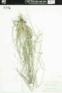 Schizachyrium scoparium image