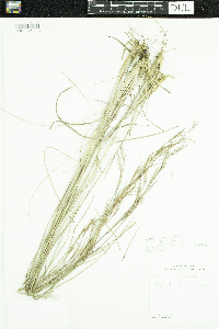 Schizachyrium scoparium image