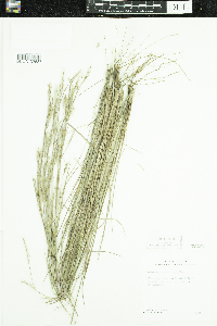 Schizachyrium scoparium image
