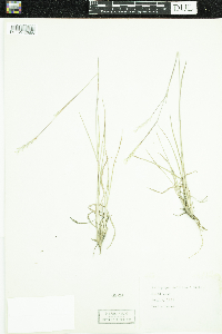 Schizachyrium scoparium image