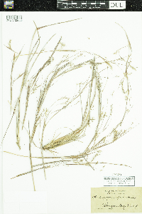 Schizachyrium scoparium image