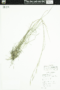 Schizachyrium scoparium image