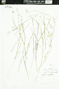 Schizachyrium scoparium image