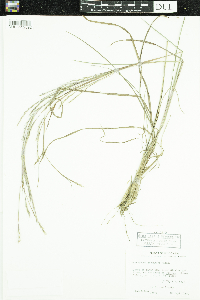 Schizachyrium scoparium image