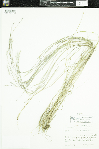 Schizachyrium scoparium image