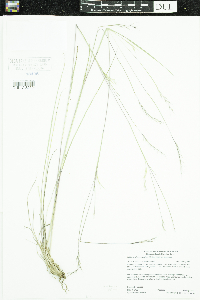 Schizachyrium scoparium image