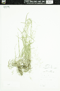 Poa sylvestris image