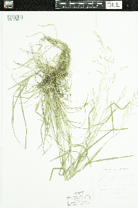 Poa sylvestris image