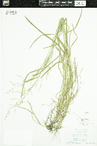 Poa sylvestris image