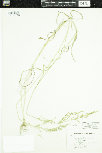 Poa sylvestris image