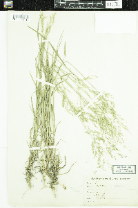 Poa chaixii image
