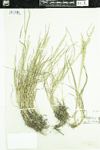 Puccinellia nuttalliana image