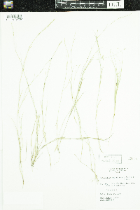 Puccinellia nuttalliana image