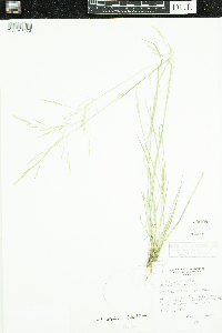 Puccinellia nuttalliana image