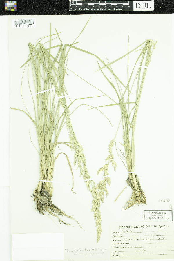 Puccinellia maritima image