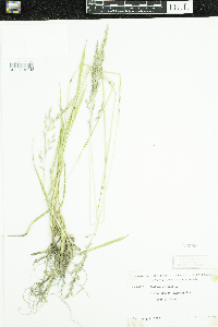 Schedonorus arundinaceus image