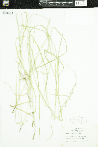 Schedonorus arundinaceus image