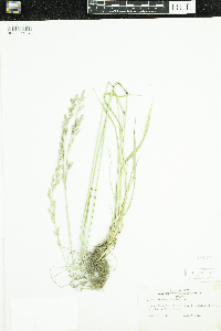 Schedonorus arundinaceus image