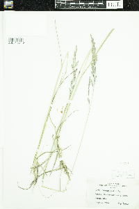 Schedonorus arundinaceus image