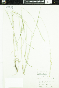 Schedonorus arundinaceus image