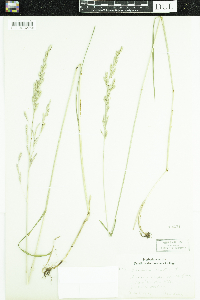 Schedonorus arundinaceus image