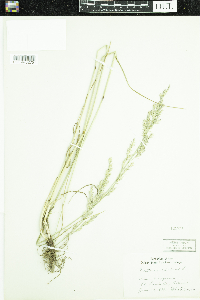 Schedonorus arundinaceus image