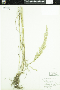 Schedonorus arundinaceus image