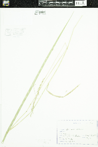 Schedonorus arundinaceus image