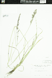 Schedonorus arundinaceus image