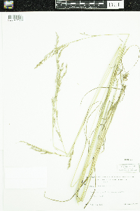 Schedonorus arundinaceus image