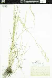 Schedonorus arundinaceus image