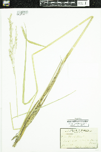 Schedonorus arundinaceus image