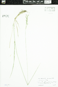 Schedonorus pratensis image