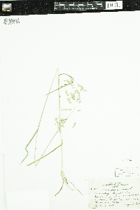 Poa pratensis image