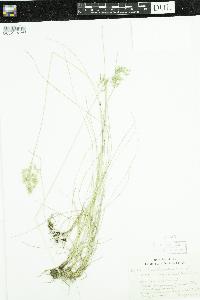Media resource of Poa pratensis