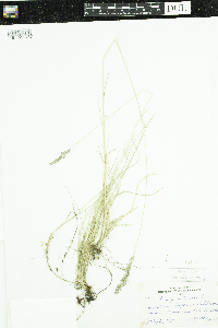 Poa pratensis image